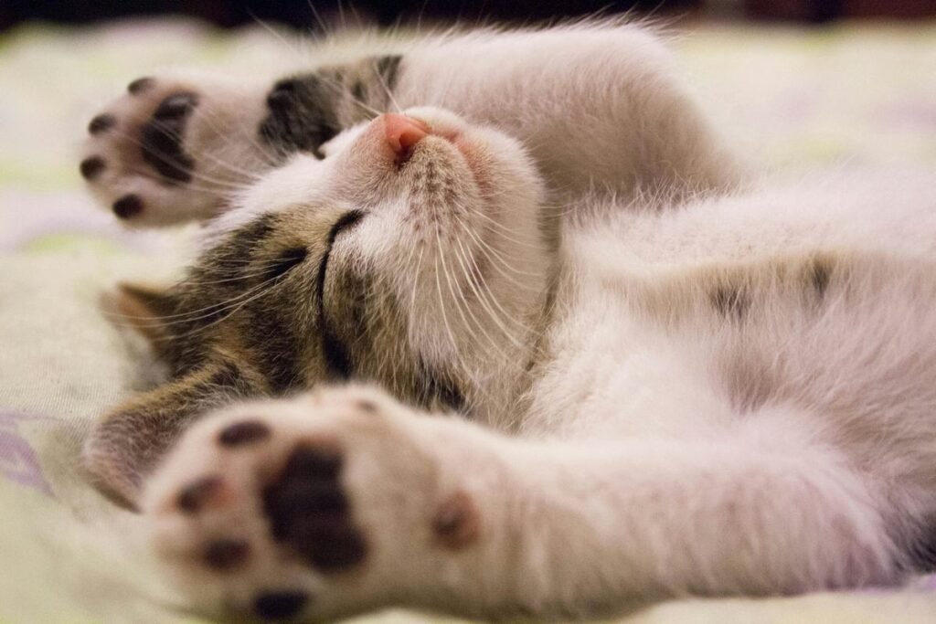 Quanto ganha um criador de gatos