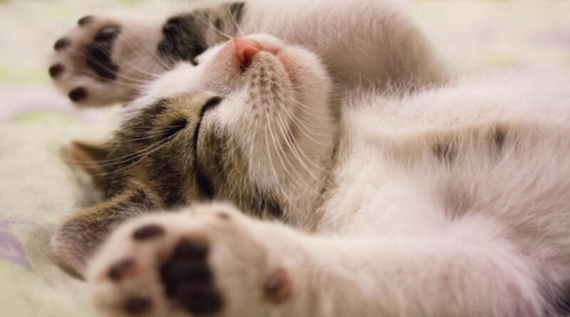 Quanto ganha um criador de gatos