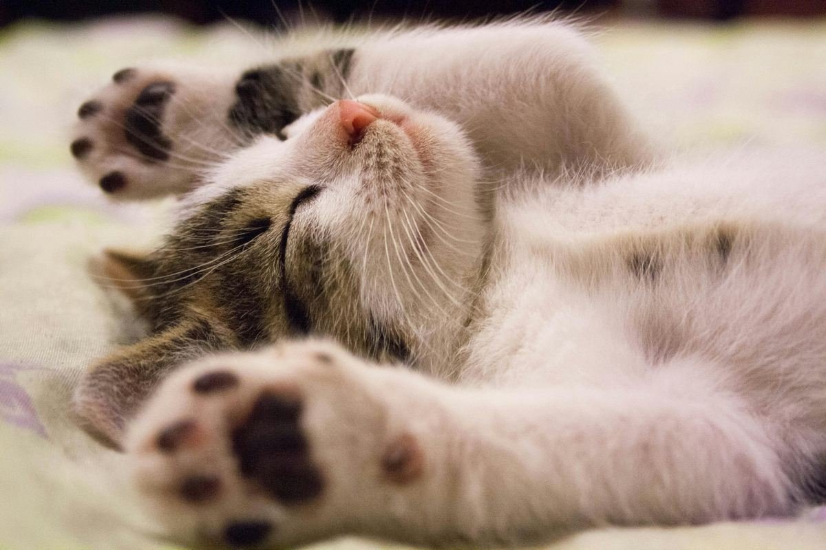 Quanto ganha um criador de gatos